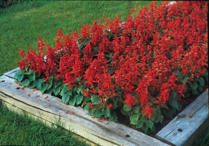 Picture of Salvia Splendens - Blaze Of Fire